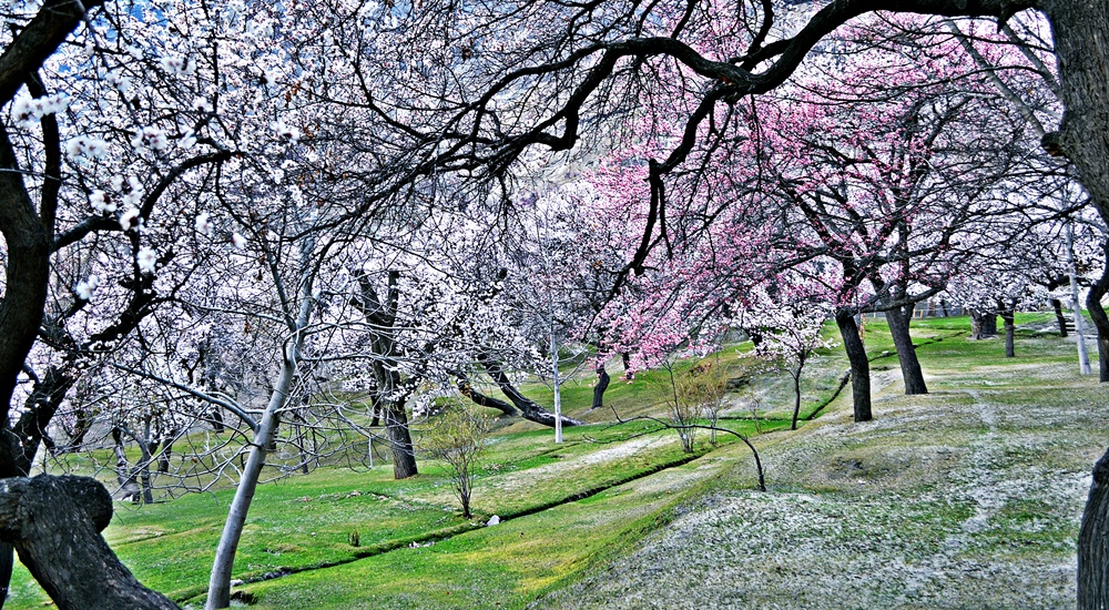 Blossom in the Hunza Valley