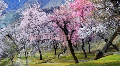 Blossom in Gilgit-Baltistan