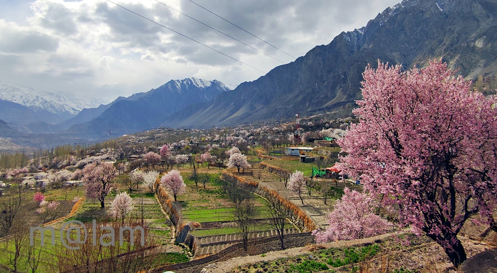 Blossom in Gilgit-Baltistan