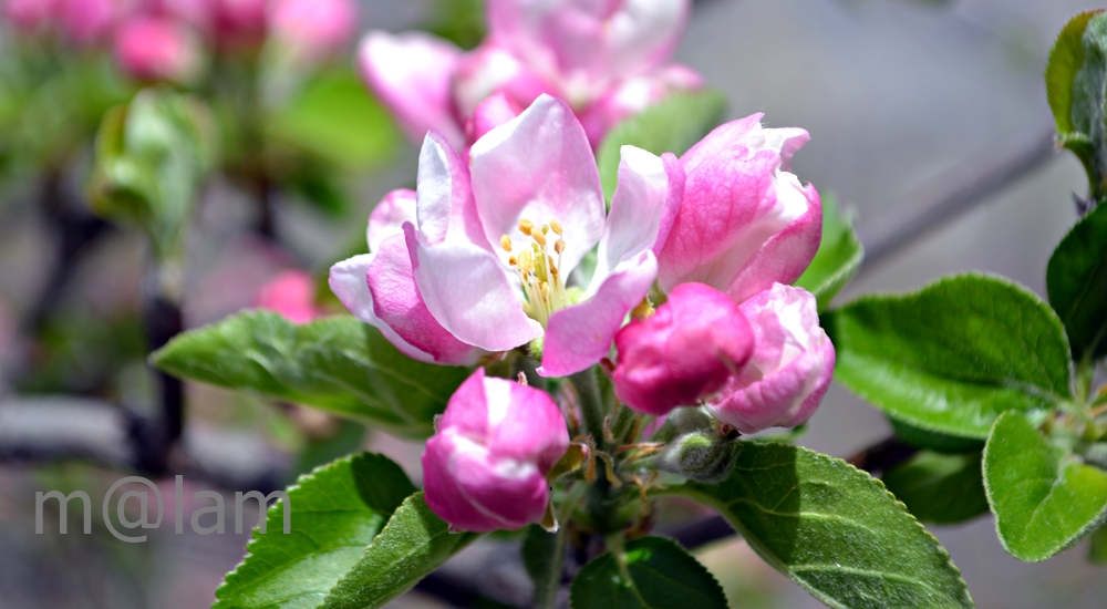 Blossom in Gilgit-Baltistan