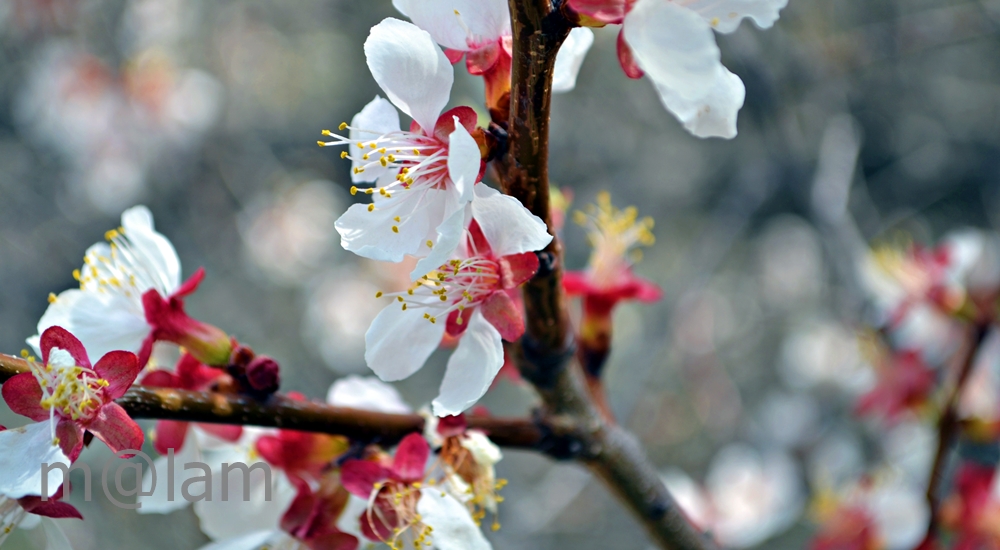 Blossom in Gilgit-Baltistan