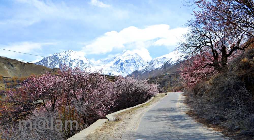 Blossom in Gilgit-Baltistan