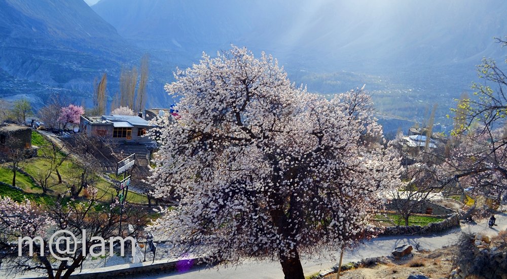 Blossom in Gilgit-Baltistan