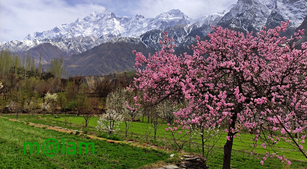 Blossom in Gilgit-Baltistan