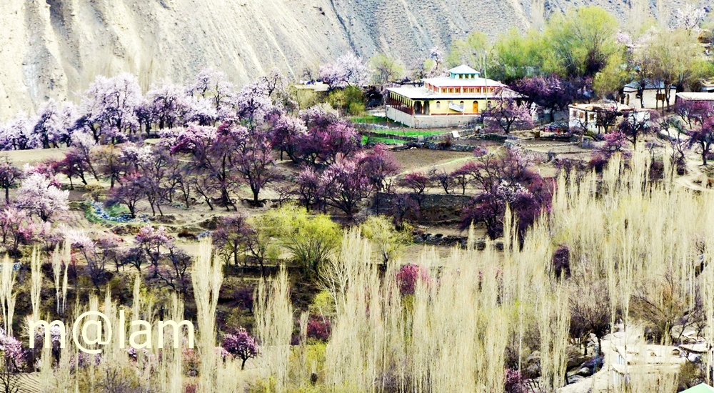 Blossom in Gilgit-Baltistan
