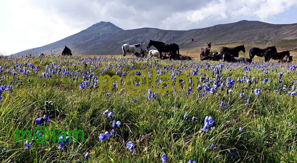 Blossom in Gilgit-Baltistan